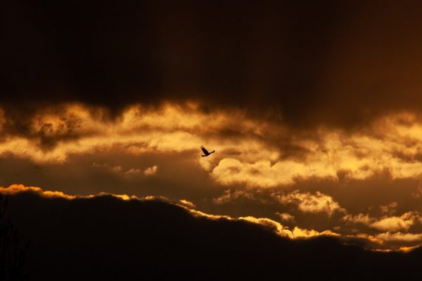 a bird flies acriss a sky of clouds, some light and some dark