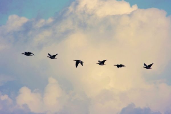 A formation of seven birds flying in front of large, fluffy clouds.
