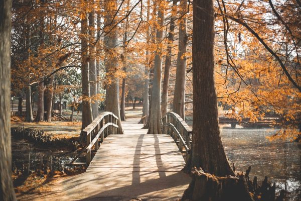 tall trees along either side of a wooden bridge