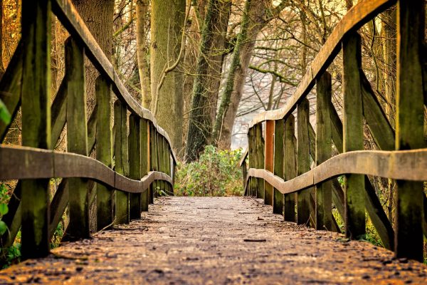 Rustic wooden bridge leading into a forest with tall, bare trees in the background.