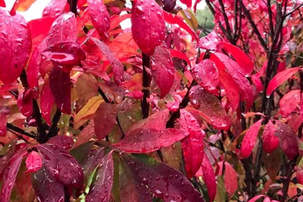 Close-up of vibrant red leaves covered in raindrops on branches, creating a lush, colorful autumn scene.