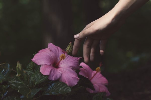 person's hand touching pink flowers against dark background
