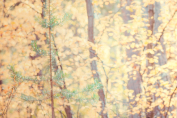 A sunlit forest with tall trees and autumn leaves creating a warm, golden atmosphere.
