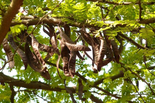 brown carob pods hang from a green tree