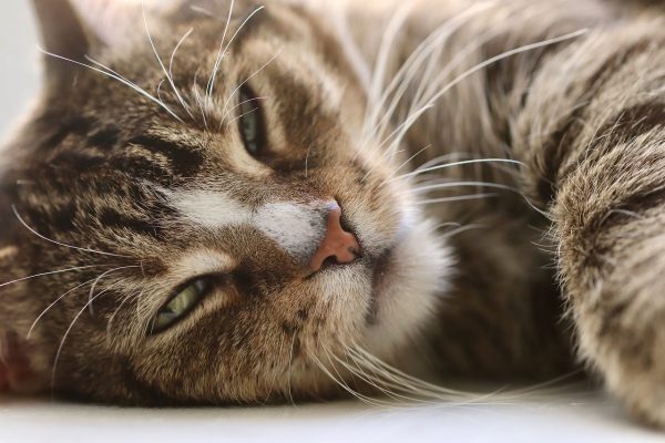 closeup of a striped cat's face