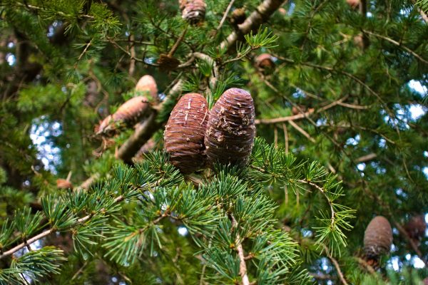 close up of pine cone and green cedar branches