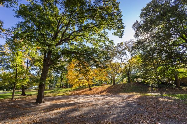 Sunny park with tall trees, green and yellow leaves, and fallen leaves covering the ground.