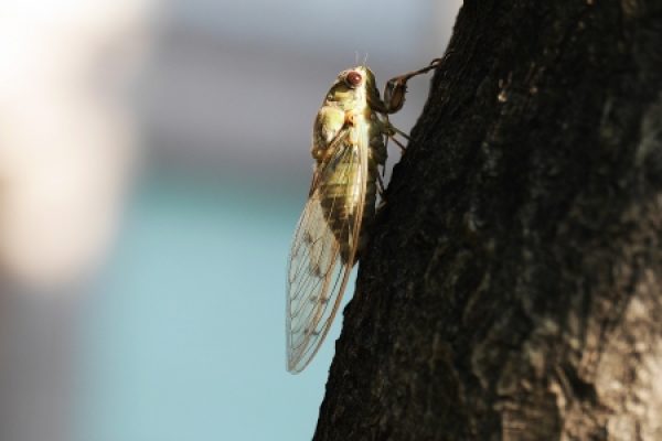 cicada-3573476_1920