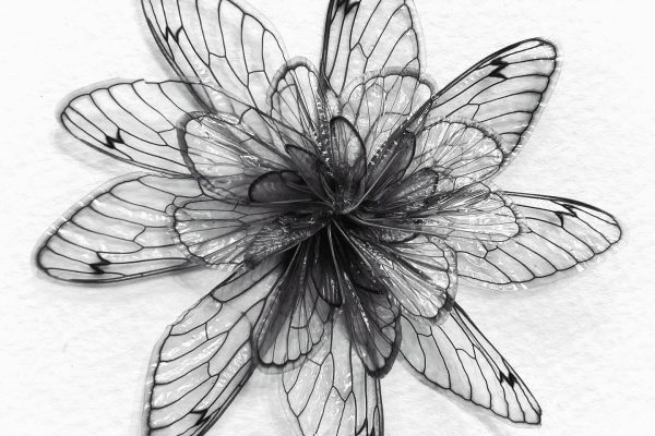 A flower made from overlapping transparent insect wings on a white background.