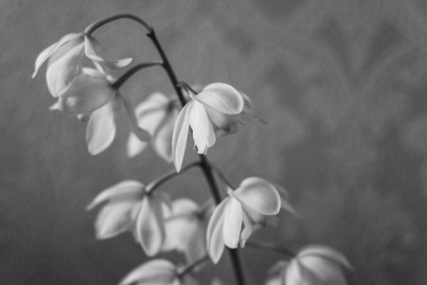 black and white photo of drooping white flowers