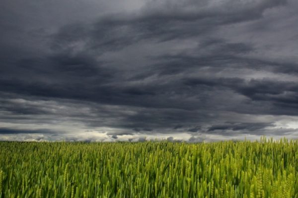 A green field under a dramatic, cloudy sky with dark storm clouds gathering above.