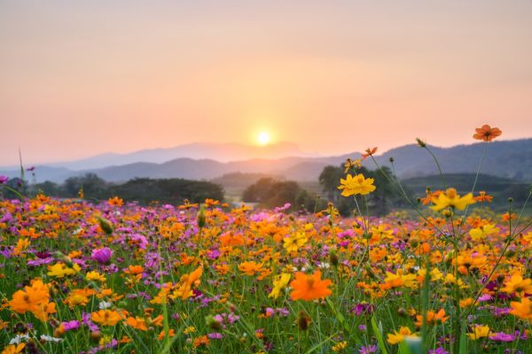a colorful field of flowers underneath a pale sunset