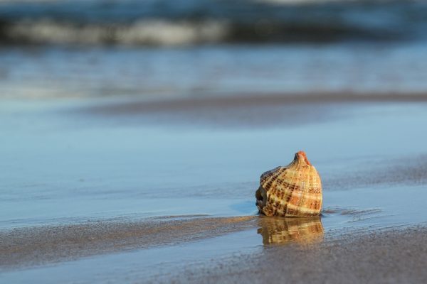 A seashell rests on wet sand near the shoreline, with gentle waves in the background.