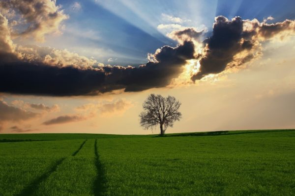 Lone tree on a green field with dramatic sun rays breaking through clouds in the sky.