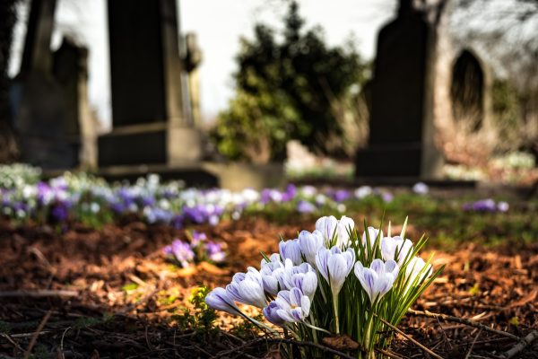 crocuses in a cemetery