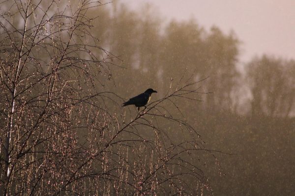 A black bird perches on bare branches in soft light with blurred trees in the background.