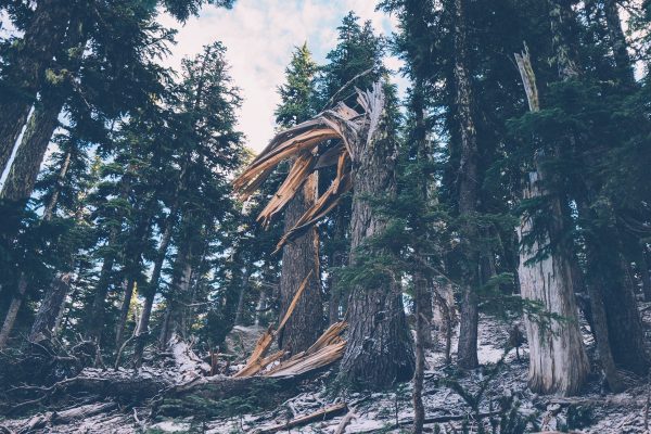 damaged tree in forest