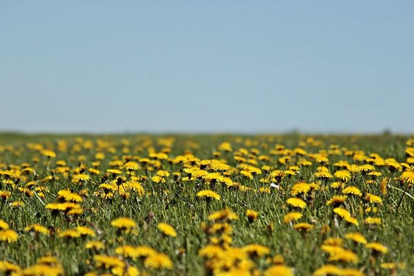 Field of yellow dandelions in bloom under a clear blue sky, with trees in the distance on the right.