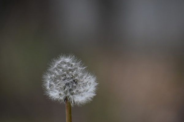 Close-up of a single dandelion seed head against a blurred background.