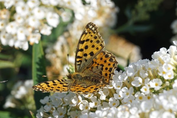 a yellow butterfly