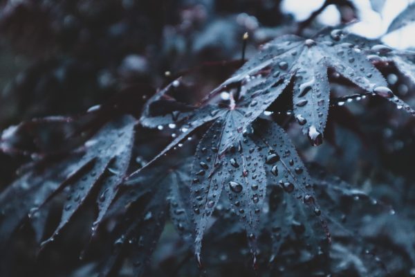 Close-up of dark, jagged leaves covered in raindrops, with a blurred background.