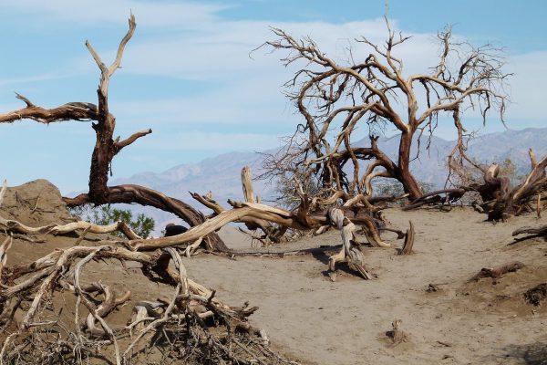 trees with no leaves stand in the desert with tangles limbs and roots