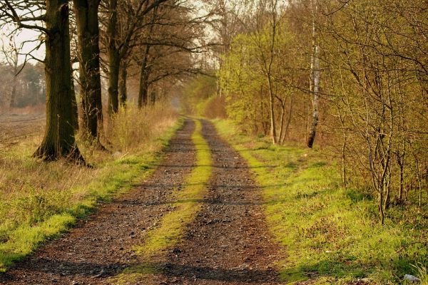 A dirt path lined with trees and green grass on both sides, stretching into the distance.