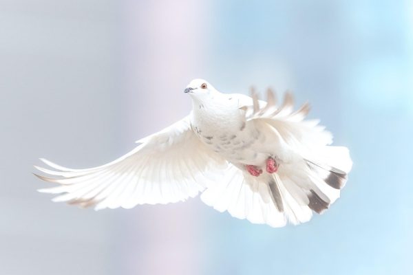 White dove in mid-flight with wings spread wide against a soft, blurred background.