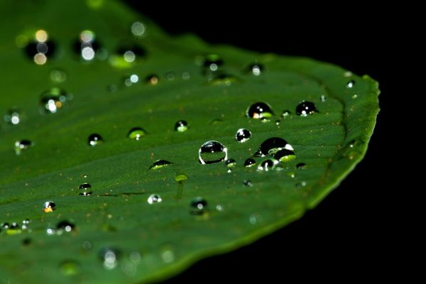 Close-up of water droplets on a green leaf against a dark background.