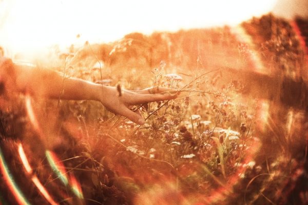 A hand gently touches wildflowers in a sunlit field, surrounded by warm, glowing light.