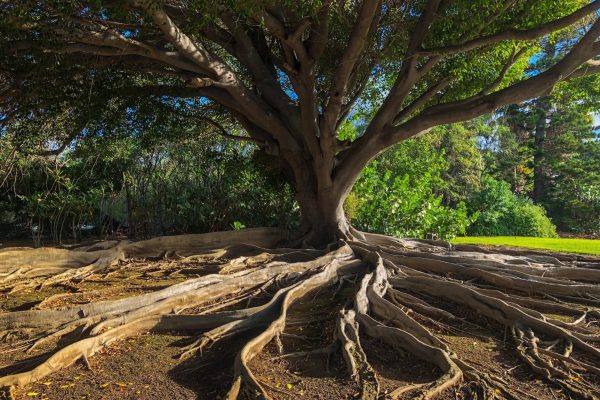 big tree with closeup of large root system