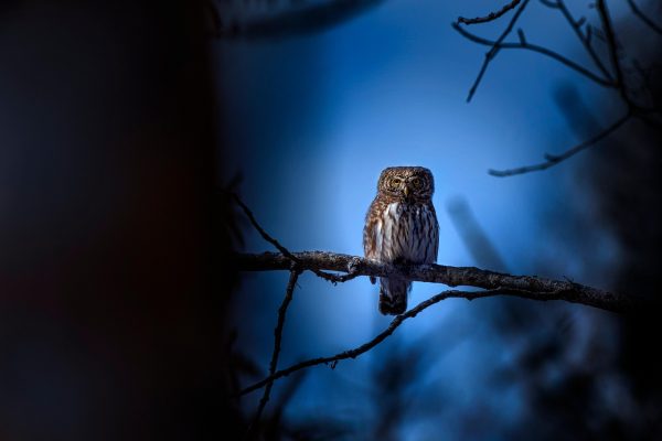 Small owl perched on a branch, surrounded by dark foliage and a blue, dusky sky in the background.
