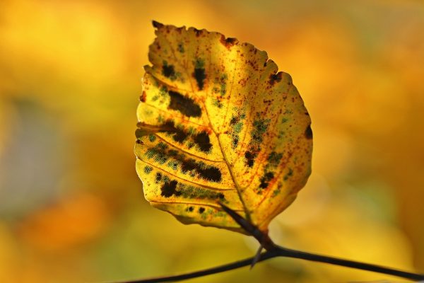 A close-up of a yellow autumn leaf with dark spots, backlit by warm sunlight, on a blurred background.