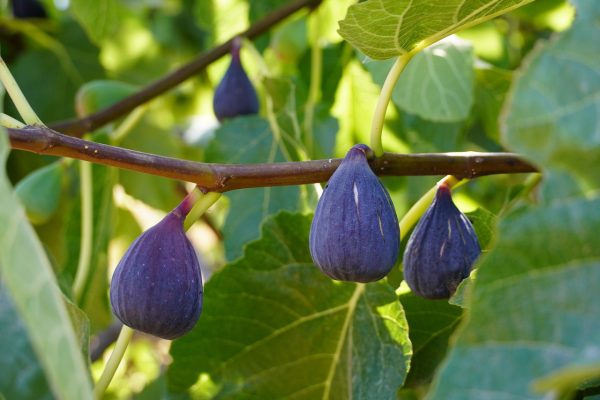 three purple figs hanging on a green tree