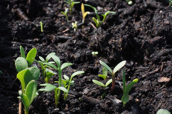 Young green seedlings sprouting from dark, rich soil.