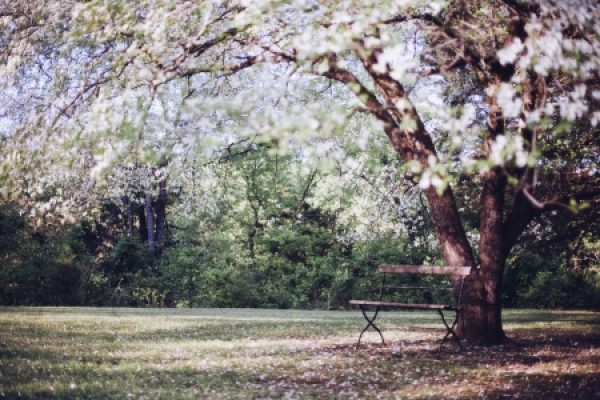 A wooden bench under a tree with white blossoms in a serene park setting.