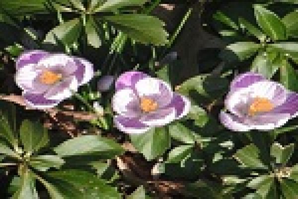 Three blooming purple and white flowers with yellow centers are surrounded by green leaves.