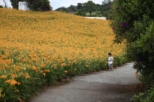 A small child stands beside a path next to a large field of orange flowers under a partly cloudy sky.