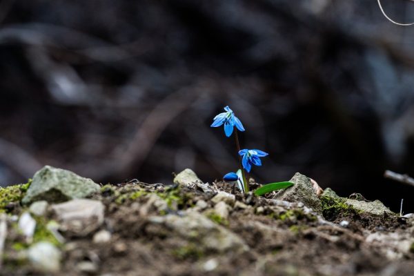 a blue flower spring up from brown rocks