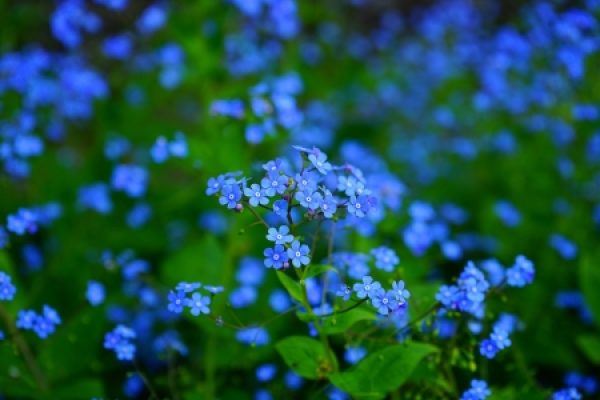 A field of vibrant blue flowers with green leaves in the background.