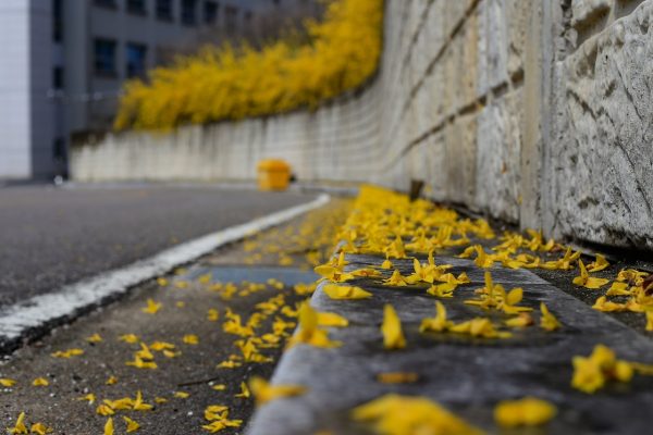 Yellow flowers scattered on a sloped sidewalk beside a stone wall, with more flowers in the background.
