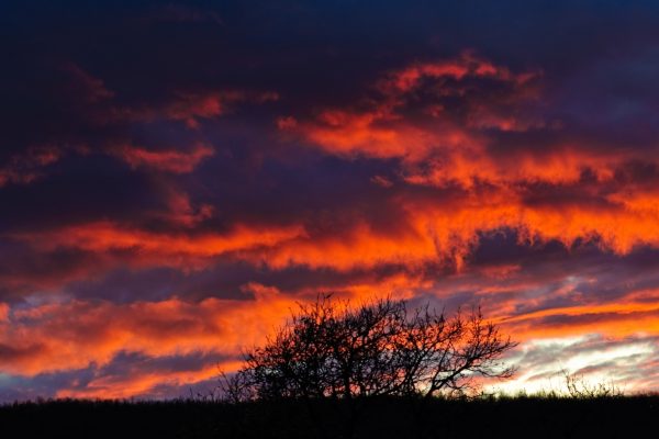 Silhouetted tree against a vibrant orange and purple sunset sky with dramatic clouds.
