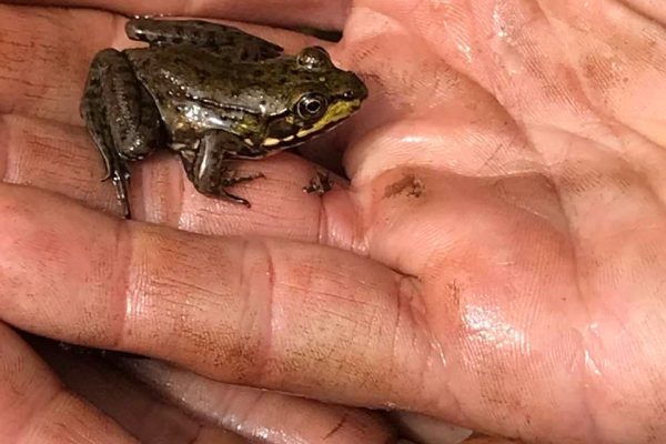 A small brown frog sits in the wet, cupped hands of a person wearing a gold ring.