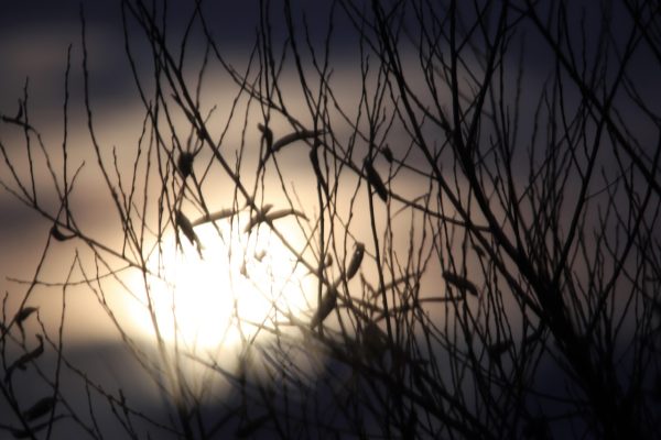 Silhouetted branches and birds against a blurred, glowing sunset sky.