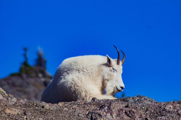 A white mountain goat rests on rocky ground under a clear blue sky.