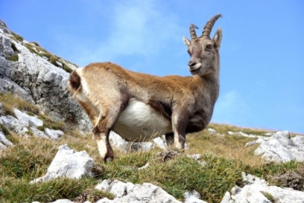 A mountain goat standing on rocky terrain against a clear blue sky.