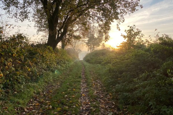 grassy path at sunset