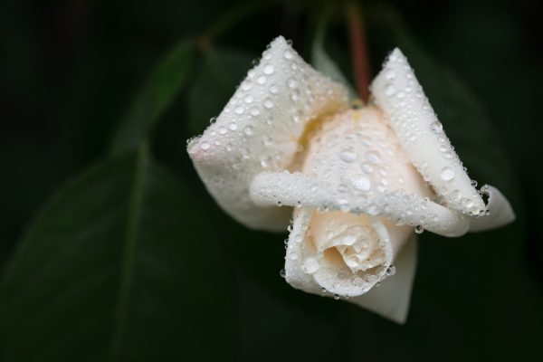A white rosebud covered in water droplets against a dark green blurred background.
