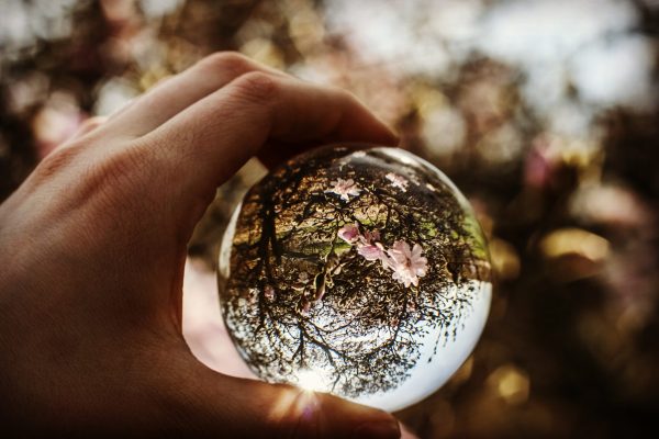 Hand holding a glass ball reflecting a pink magnolia tree