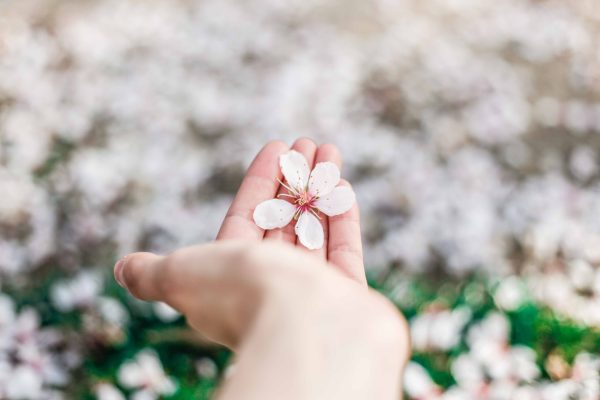 hand holding one apple blossom